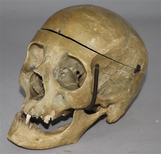 A late 19/early 20C part human skeleton for medical purposes (part articulated)